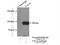 VAC14 Component Of PIKFYVE Complex antibody, 15771-1-AP, Proteintech Group, Immunoprecipitation image 