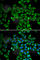 Angiopoietin 2 antibody, A0698, ABclonal Technology, Immunofluorescence image 