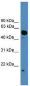 Ubiquitin Like 4A antibody, TA342599, Origene, Western Blot image 