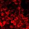 Bleomycin Hydrolase antibody, LS-C667715, Lifespan Biosciences, Immunofluorescence image 