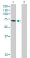 Paralemmin 2 antibody, H00114299-B01P, Novus Biologicals, Western Blot image 
