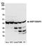 Aminoacyl TRNA Synthetase Complex Interacting Multifunctional Protein 1 antibody, A304-896A, Bethyl Labs, Western Blot image 