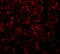 Golgi Phosphoprotein 3 antibody, 5443, ProSci Inc, Immunofluorescence image 