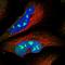 Bystin Like antibody, HPA031219, Atlas Antibodies, Immunofluorescence image 