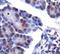 Lipin 1 antibody, NB110-57150, Novus Biologicals, Immunohistochemistry paraffin image 