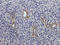 Natural Cytotoxicity Triggering Receptor 2 antibody, orb315559, Biorbyt, Immunohistochemistry paraffin image 