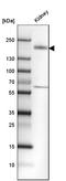 Kinesin Family Member 13B antibody, HPA025023, Atlas Antibodies, Western Blot image 