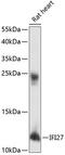 Interferon Alpha Inducible Protein 27 antibody, 15-410, ProSci, Western Blot image 