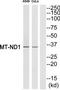 Mitochondrially Encoded NADH:Ubiquinone Oxidoreductase Core Subunit 1 antibody, TA314215, Origene, Western Blot image 