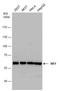 Malic Enzyme 1 antibody, PA5-21550, Invitrogen Antibodies, Western Blot image 