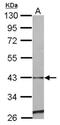 Glia-derived nexin antibody, NBP2-20314, Novus Biologicals, Western Blot image 