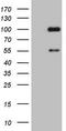 ADAM Metallopeptidase With Thrombospondin Type 1 Motif 4 antibody, LS-C339502, Lifespan Biosciences, Western Blot image 