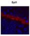Synaptotagmin 1 antibody, NBP1-91499, Novus Biologicals, Immunofluorescence image 