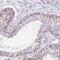 Paired amphipathic helix protein Sin3b antibody, NBP2-13309, Novus Biologicals, Immunohistochemistry paraffin image 