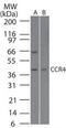C-C Motif Chemokine Receptor 4 antibody, PA1-41155, Invitrogen Antibodies, Western Blot image 