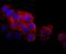Lymphatic Vessel Endothelial Hyaluronan Receptor 1 antibody, NBP2-66940, Novus Biologicals, Immunocytochemistry image 