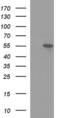 Multiple Inositol-Polyphosphate Phosphatase 1 antibody, MA5-26334, Invitrogen Antibodies, Western Blot image 