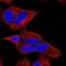 Ceramide Kinase antibody, NBP2-55991, Novus Biologicals, Immunocytochemistry image 