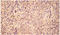 Heme oxygenase 2 antibody, ADI-SPA-897-F, Enzo Life Sciences, Immunohistochemistry frozen image 