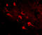 SLIT And NTRK Like Family Member 5 antibody, 4477, ProSci, Immunofluorescence image 