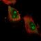 Ataxin 7 Like 2 antibody, PA5-65906, Invitrogen Antibodies, Immunofluorescence image 