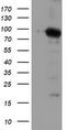 MEP antibody, LS-C337601, Lifespan Biosciences, Western Blot image 