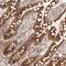 Mitochondrial Ribosomal Protein L55 antibody, HPA027641, Atlas Antibodies, Immunohistochemistry frozen image 