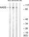 Aminoadipate-Semialdehyde Synthase antibody, LS-C119715, Lifespan Biosciences, Western Blot image 