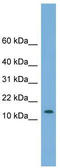Coiled-coil-helix-coiled-coil-helix domain-containing protein 1 antibody, TA337623, Origene, Western Blot image 