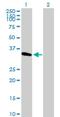 Methyltransferase Like 2B antibody, H00055798-B01P, Novus Biologicals, Western Blot image 