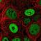BCL9 Like antibody, NBP2-55060, Novus Biologicals, Immunofluorescence image 