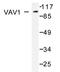 Proto-oncogene vav antibody, AP20693PU-N, Origene, Western Blot image 