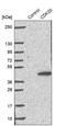 Cyclin-dependent kinase 20 antibody, PA5-55598, Invitrogen Antibodies, Western Blot image 
