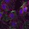 Mouse IgG antibody, Q11002MP, Invitrogen Antibodies, Immunofluorescence image 
