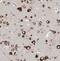 Polo Like Kinase 5 antibody, FNab06551, FineTest, Immunohistochemistry frozen image 