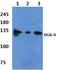 Diacylglycerol Kinase Delta antibody, A09644S66, Boster Biological Technology, Western Blot image 
