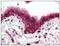 Ski-like protein antibody, AP08463PU-N, Origene, Immunohistochemistry frozen image 