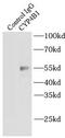 Cytochrome P450 Family 4 Subfamily B Member 1 antibody, FNab02169, FineTest, Immunoprecipitation image 