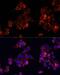 Beta-1,4-Galactosyltransferase 4 antibody, LS-C749677, Lifespan Biosciences, Immunofluorescence image 
