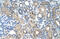 F-box only protein 25 antibody, 29-837, ProSci, Immunohistochemistry frozen image 