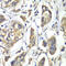 Cysteine desulfurase, mitochondrial antibody, 14-964, ProSci, Immunohistochemistry frozen image 