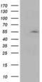 Activating Signal Cointegrator 1 Complex Subunit 1 antibody, MA5-25727, Invitrogen Antibodies, Western Blot image 