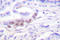 CCAAT Enhancer Binding Protein Beta antibody, LS-C175940, Lifespan Biosciences, Immunohistochemistry paraffin image 