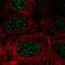F-Box Protein 48 antibody, NBP2-55684, Novus Biologicals, Immunofluorescence image 