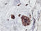 Phosphofructokinase, Platelet antibody, LS-C173562, Lifespan Biosciences, Immunohistochemistry frozen image 