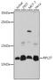 60S ribosomal protein L37 antibody, 16-558, ProSci, Western Blot image 