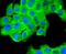 FAS antibody, A00941-2, Boster Biological Technology, Immunocytochemistry image 