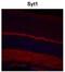 Synaptotagmin 1 antibody, NBP1-91499, Novus Biologicals, Immunohistochemistry paraffin image 