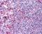 C-C chemokine receptor type 4 antibody, 48-261, ProSci, Immunohistochemistry frozen image 