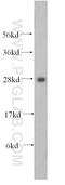 Homeobox D4 antibody, 17780-1-AP, Proteintech Group, Western Blot image 